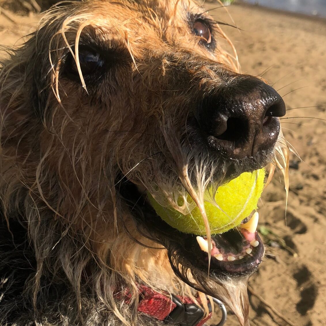 water soaked dog on beach with tennis ball in mouth looking into camera